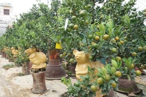 Đào, quất Tết xuống phố, hàng 'độc' giá hàng triệu đồng