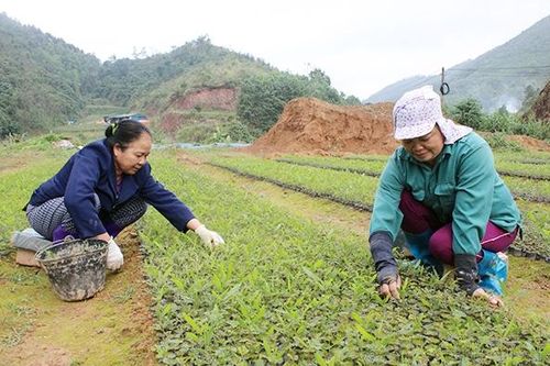 Ðình Lập đón mùa xuân sớm