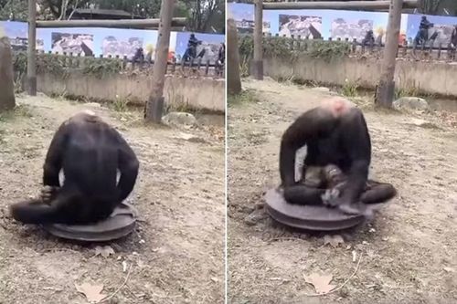 Tinh tinh 'đầu mọc dưới mông' quái dị và sự thật chết cười