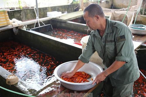 Làng nghề cá chép đỏ tất bật trước ngày ông Công ông Táo