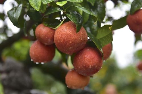 Bonsai chanh đào cực độc giá chục triệu bày Tết