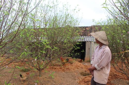 Đào nở rộ vì nắng, người trồng thấp thỏm lo 'mất Tết'