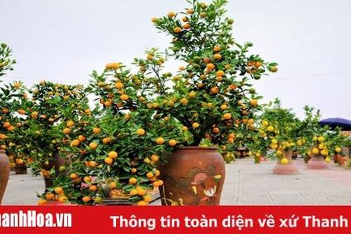 Quất 'Bonsai' đắt hàng dịp Tết