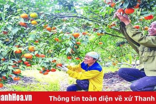 Sắc đỏ Thọ Xuân