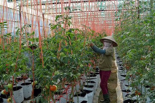 Cần tháo gỡ vướng mắc trong đầu tư vào nông nghiệp