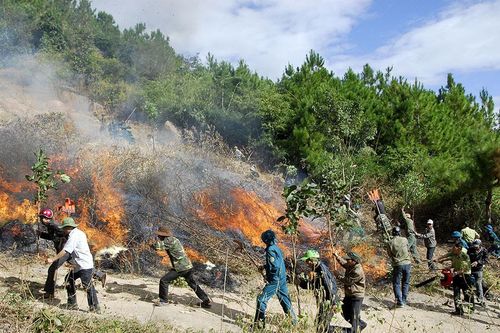 Gia Lai: Tăng cường bảo vệ và phòng cháy chữa cháy rừng dịp Tết