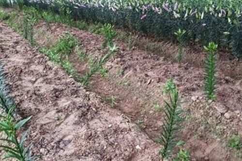 Phòng ngừa trộm cắp nông sản, cây cảnh cận Tết