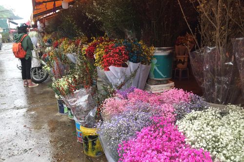 Hà Nội: Sát Tết Canh Tý, giá hoa chợ Quảng An tăng từng ngày