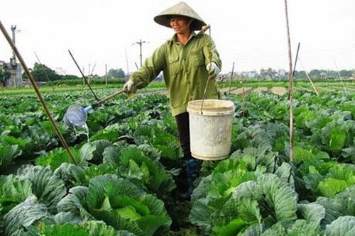 Hơn 13.400ha diện tích cây vụ đông được thu hoạch