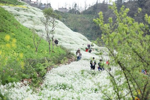 Du Xuân sớm ở Sa Pa