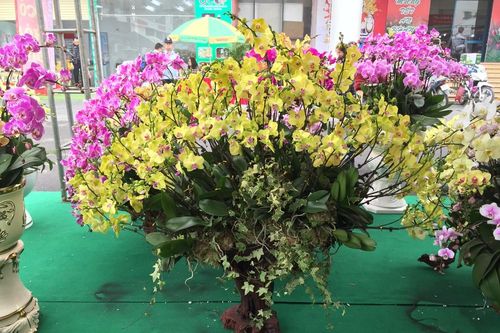 Cây lạ chơi Tết rộn ràng xuống phố