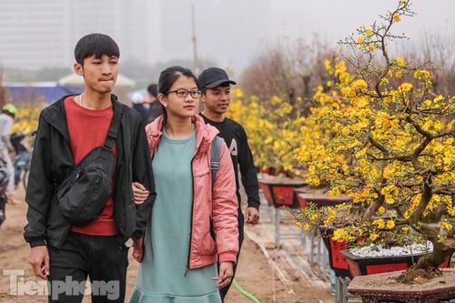 Mai vàng 'đổ bộ' phố phường Hà Nội ngày cận Tết