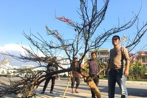 Lên Lai Châu săn đào, bán liền tay lãi ngay trăm triệu