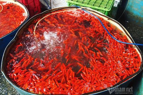 Chợ Hà Nội, khắp nơi đỏ rực một màu cá chép
