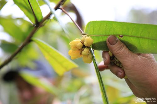 Mùa thu hái loài hoa 'quý như vàng' ở miền Tây Nghệ An