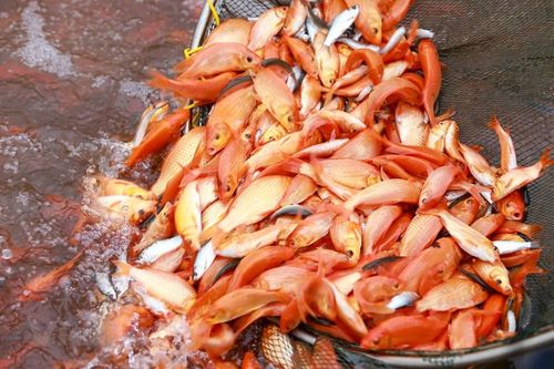 Làng cá chép đỏ sẵn sàng cho ngày tiễn Táo quân về trời
