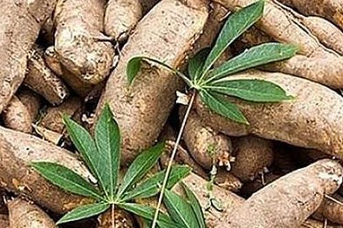Xuất khẩu sắn và các sản phẩm từ sắn tiếp tục rời khỏi nhóm các mặt hàng tỷ USD