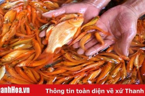 Nhộn nhịp làng nuôi cá Chép phục vụ Tết ông Công ông Táo