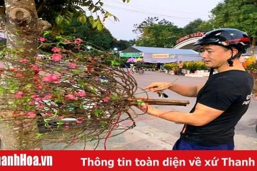 Cành đào mini hút khách ngày Tết ông Táo