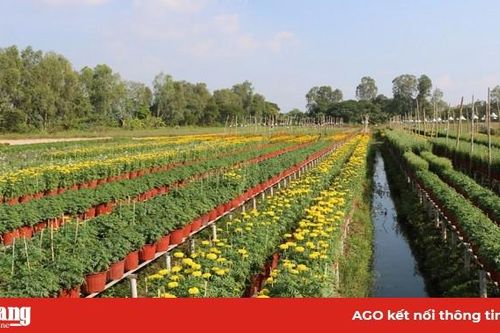 Hơn 15.000 chậu hoa kiểng sẵn sàng phục vụ Tết