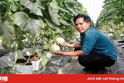Dưa công nghệ cao đón Tết