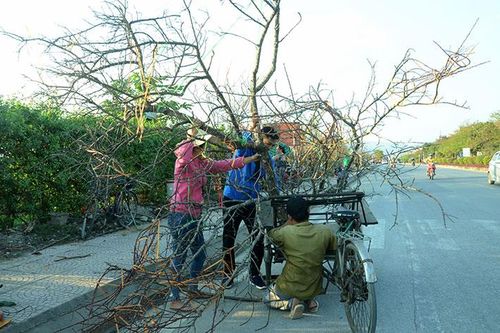 Ðào rừng 'chở' mùa xuân xuống phố