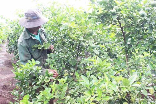 Nông dân Ia Grai thay đổi tư duy sản xuất