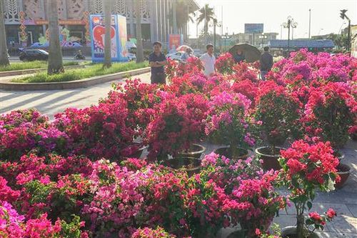 Hoa giấy ghép chiếm lĩnh thị trường hoa tết