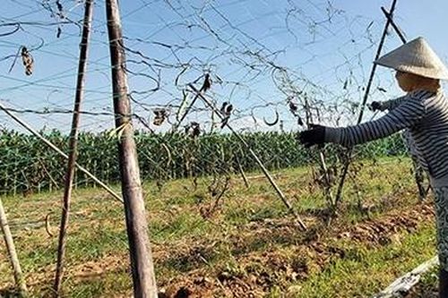 Nông dân lo lắng vì rau rớt giá