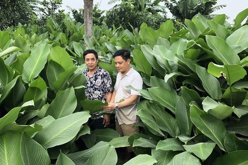 'Ngọc xanh' của Tràng Cát