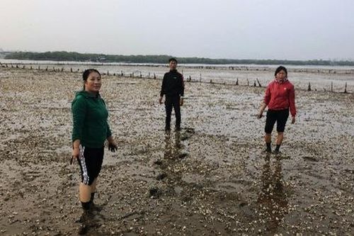 Huyện Tĩnh Gia, Thanh Hóa: Hàng chục hecta ngao chết trắng ngày cận Tết