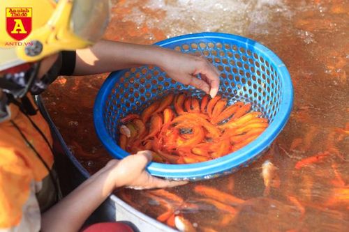 Chợ cá Yên Sở nhộn nhịp ngày ông Công ông Táo