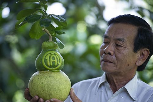 Bưởi hồ lô giá hơn 1 triệu/quả vẫn cháy hàng ở miền Tây