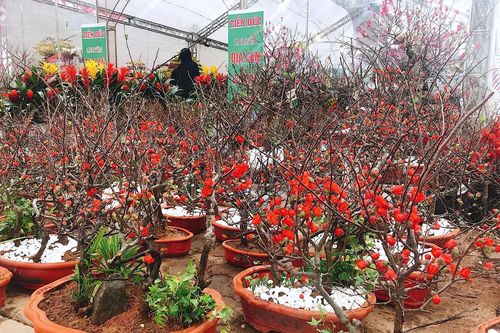 Hà Nội: Muôn hoa đua sắc đón chào xuân mới