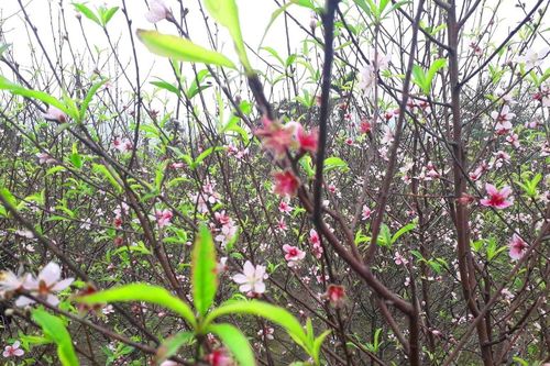 Đào tết nở rộ sớm hơn dự kiến, người trồng thấp thỏm