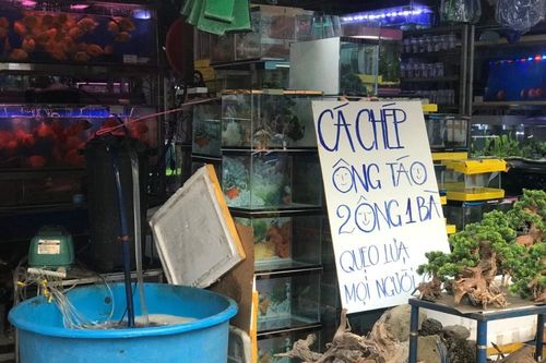 Cá chép đắt hàng trước ngày ông Công ông Táo