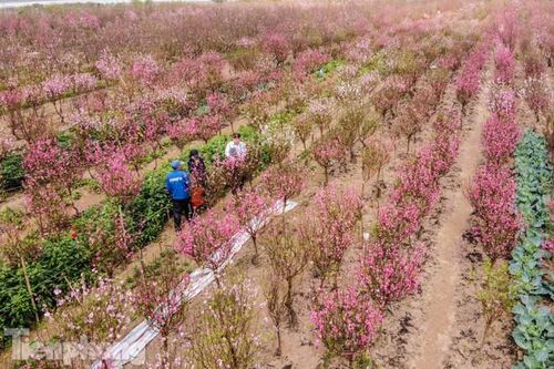 Đào bung nở sớm, người dân Nhật Tân thấp thỏm lo 'trắng tay'