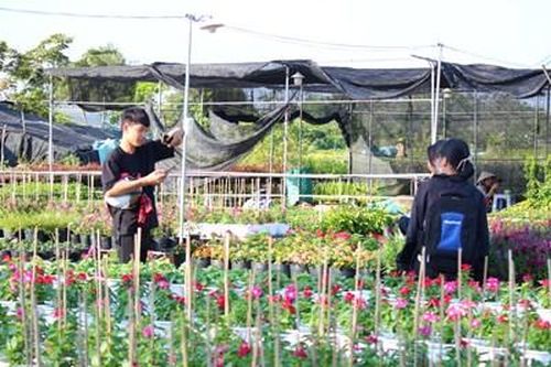 Cận cảnh Làng hoa hơn trăm tuổi tất bật chuẩn bị hoa Tết