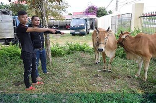 Trộm bò giống rồi ngang nhiên thuê xe tải chở đi tiêu thụ