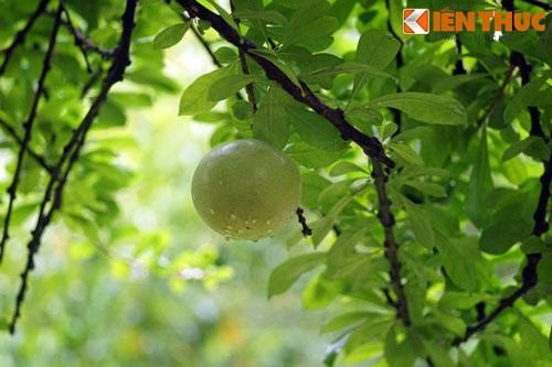 Soi cây 'đào tiên' giúp 'trường sinh bất lão' ở Việt Nam