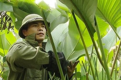 'Vựa' lá dong Hà Nội bội thu mùa Tết