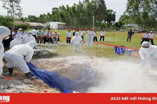 An Giang công bố hết dịch tả heo Châu Phi