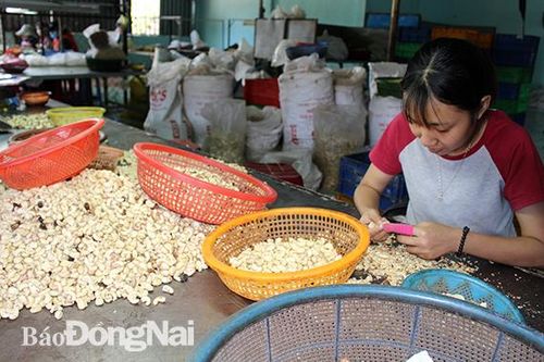 Ngành điều Đồng Nai đối mặt nhiều thách thức