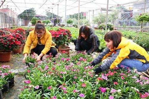 Làng hoa Ninh Phúc nhộn nhịp dịp giáp Tết