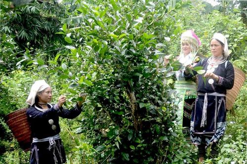 Bảo tồn, phát triển vùng chè Shan tuyết