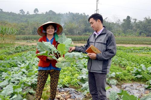 Rau xanh Chiêm Hóa vào vụ Tết