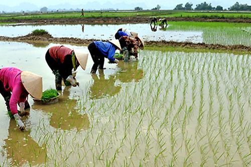 Chuẩn bị nước cho gieo cấy cho vụ Đông Xuân