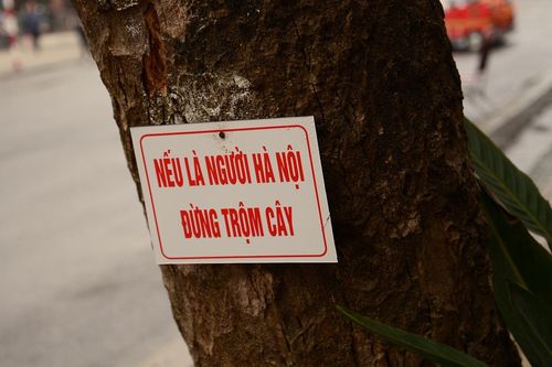 Hà Nội trồng hoa đón Tết, canh cánh lo mất trộm