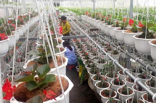 Nhộn nhịp mùa hoa Tết tại các nhà vườn ở Quảng Nam