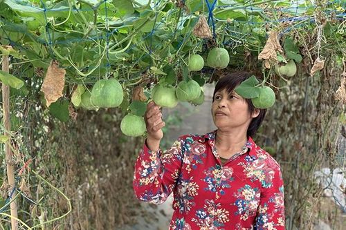Đẩy mạnh sản xuất nông nghiệp theo hướng VietGAP